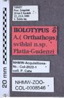 Etiketten zu Athous svihlai (NHMW-ZOO-COL-0008546)